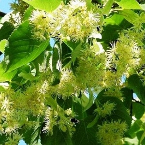 Опилки липовые оптом в Бийске от завода-производителя Лигнум Ресурс